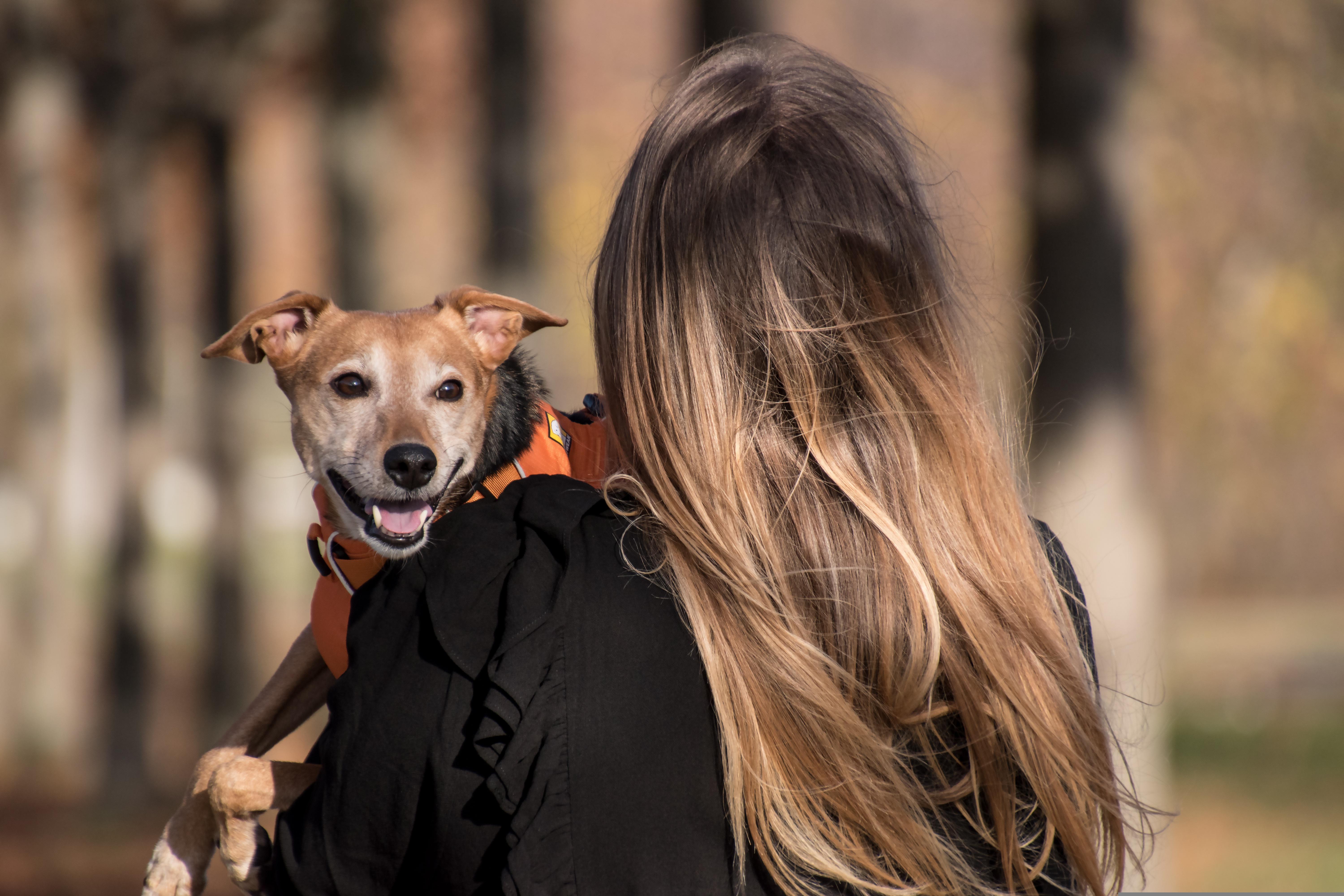 Las 5 razas con más trabajo de grooming