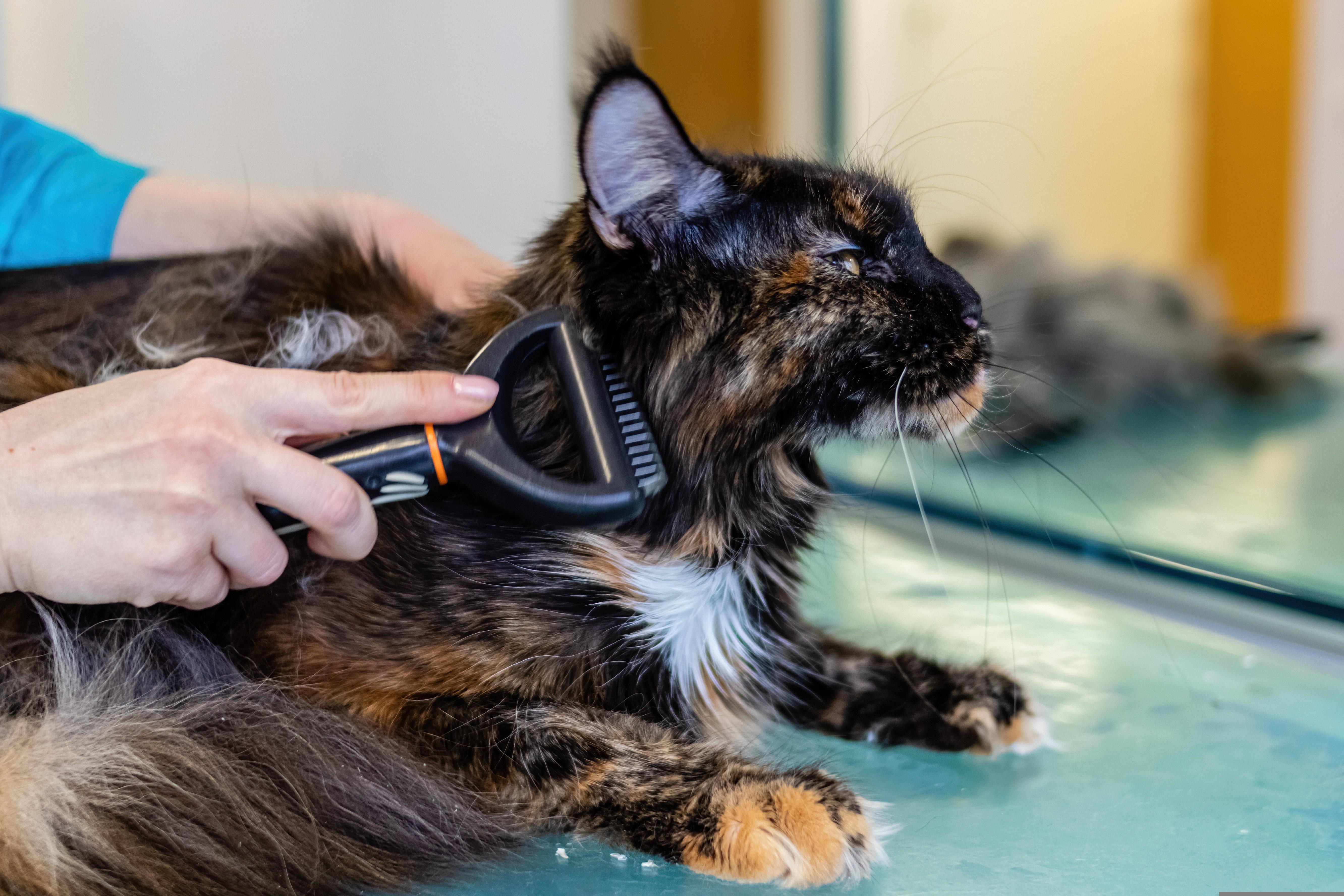 Grooming felino: cuándo sí y cuándo no