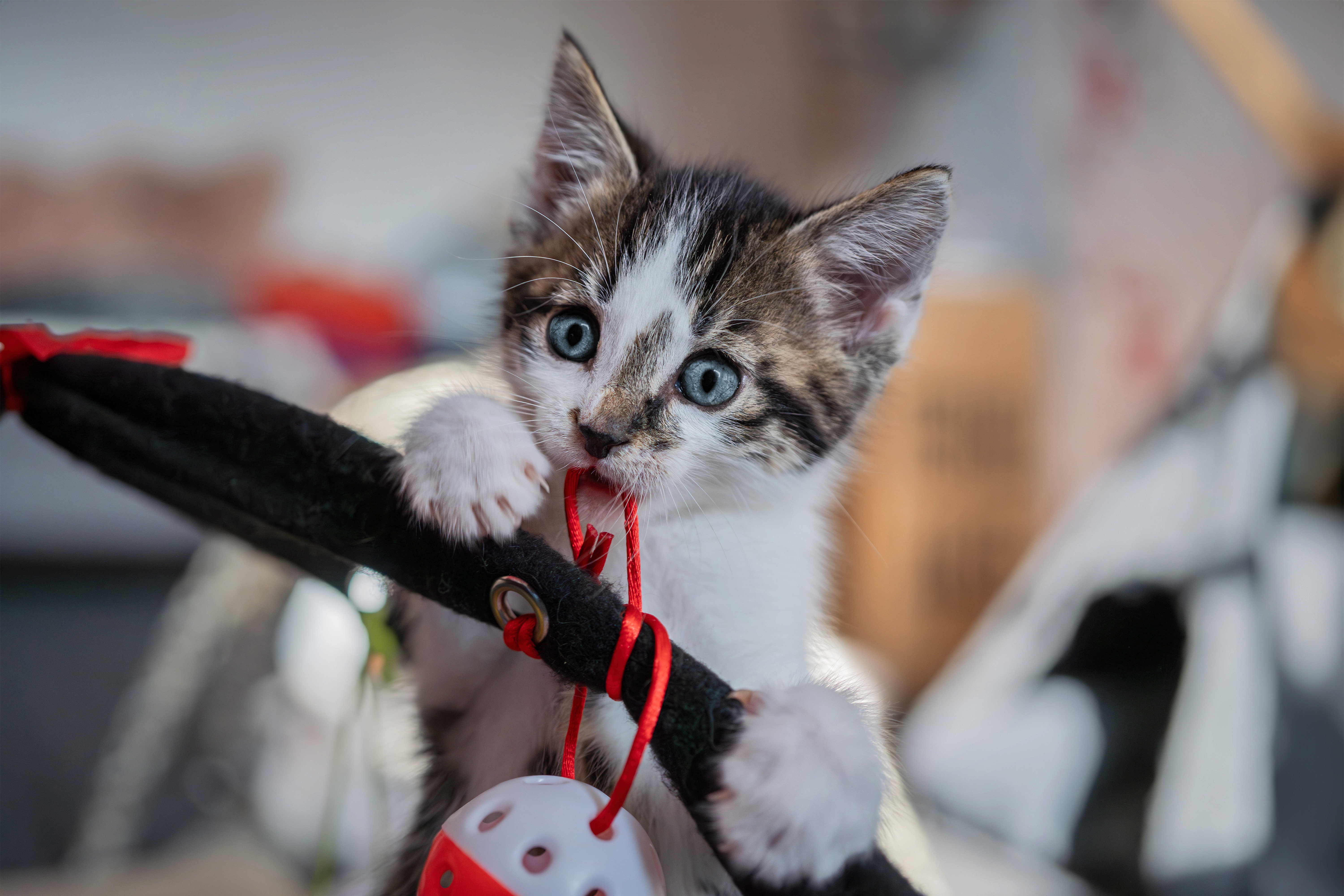 Cómo reducir las bolas de pelo en gatos