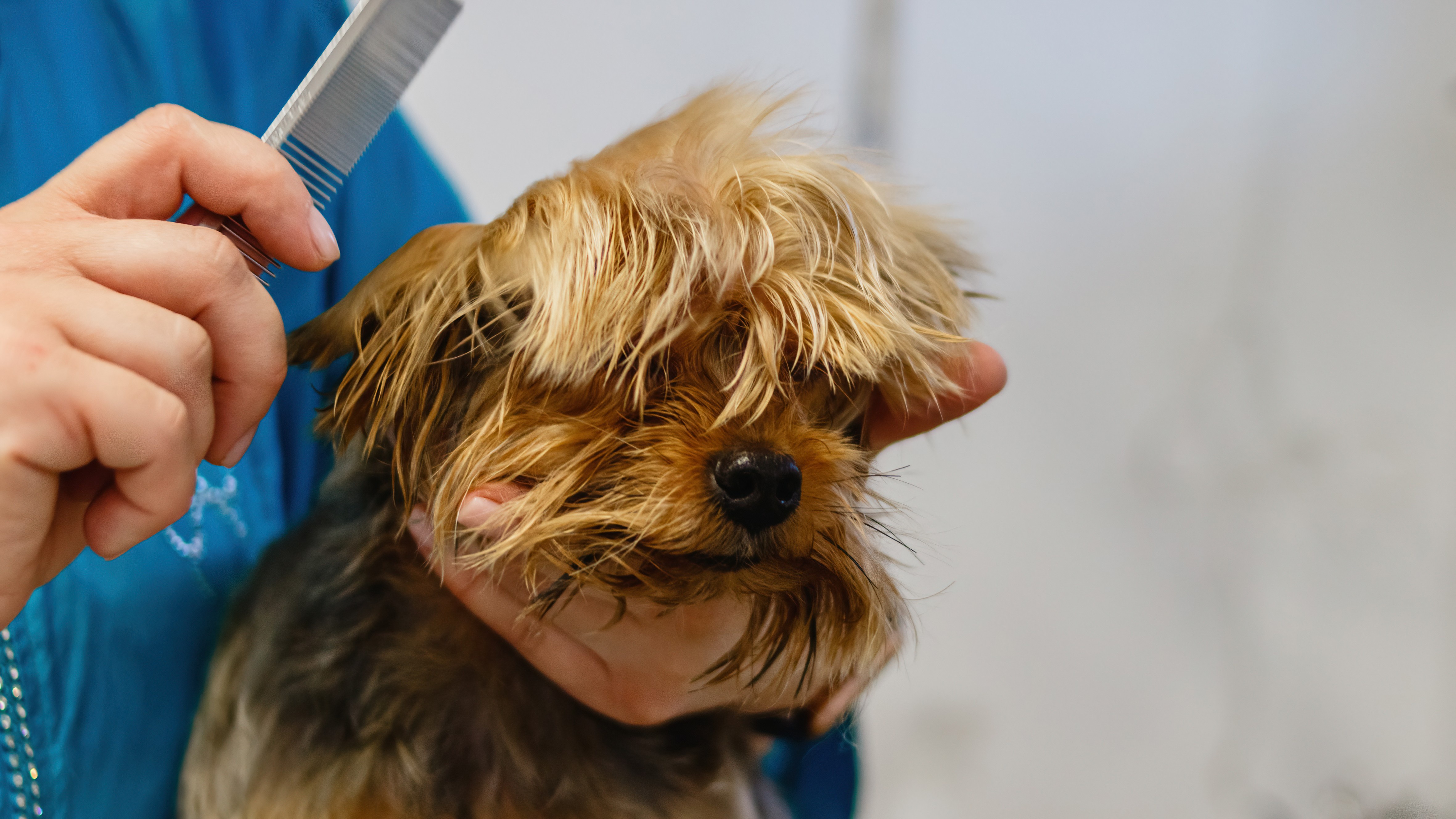 ¿Vale la pena el grooming profesional?