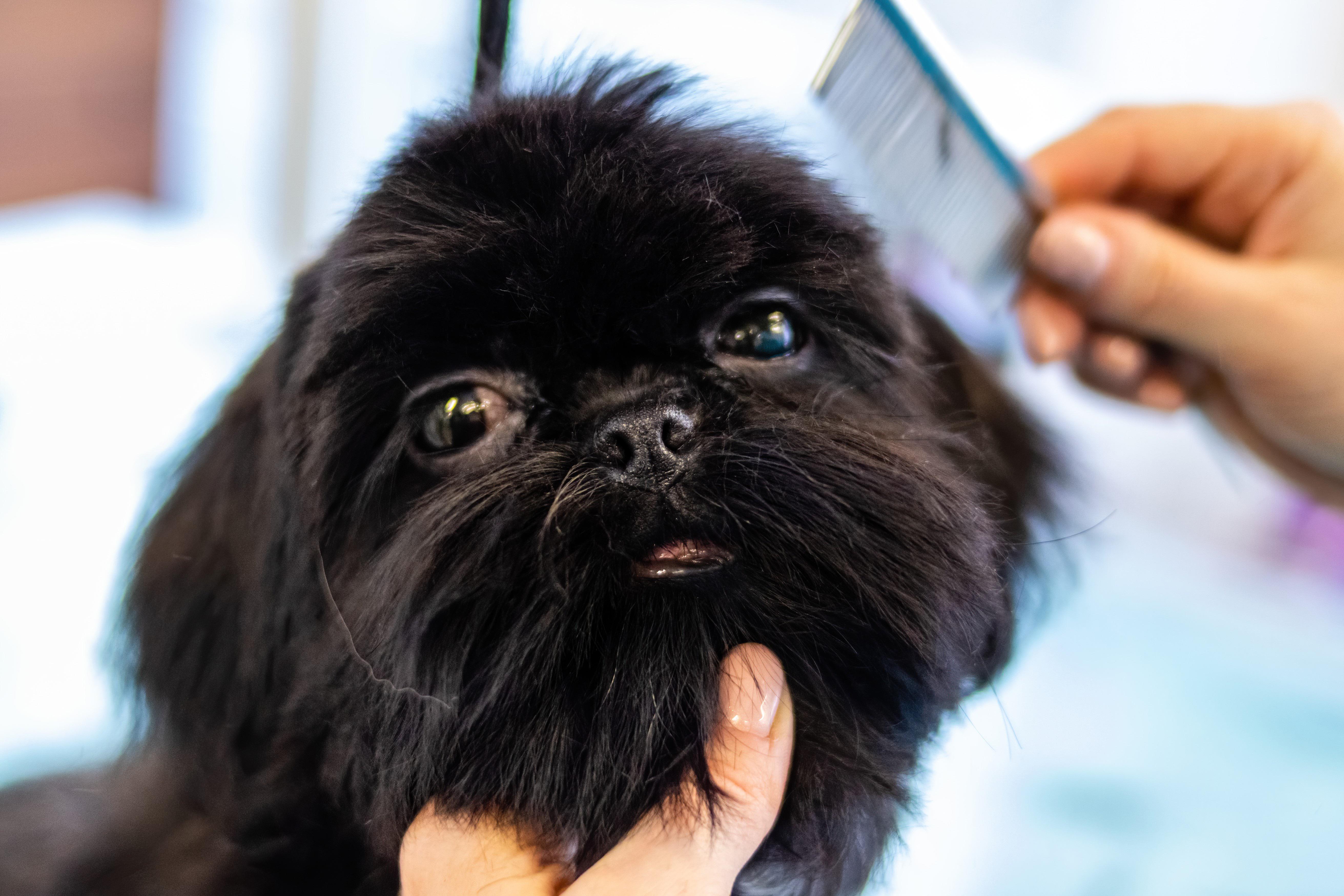 Qué esperar en la primera cita de grooming