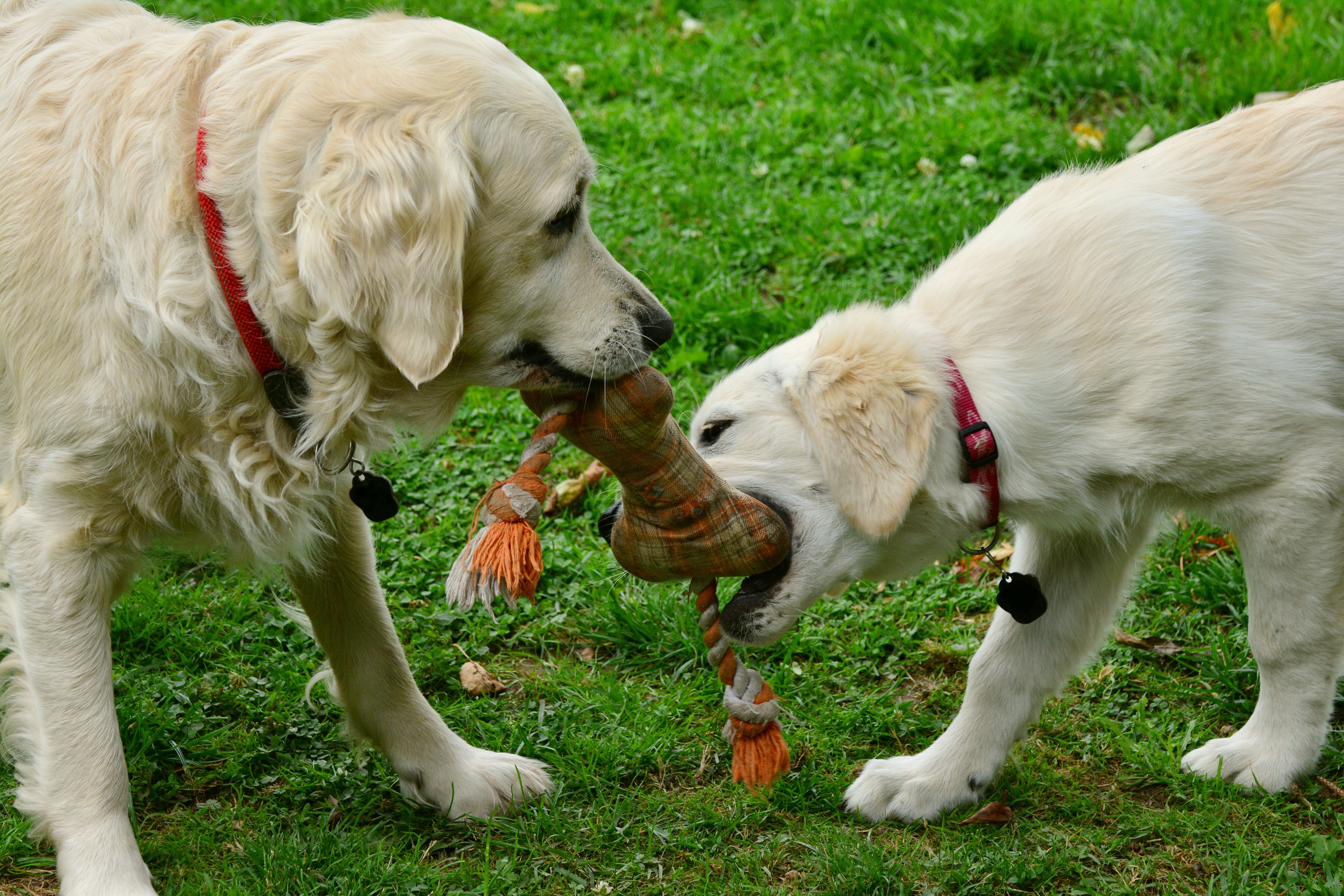 Alergias en perros: señales y manejo
